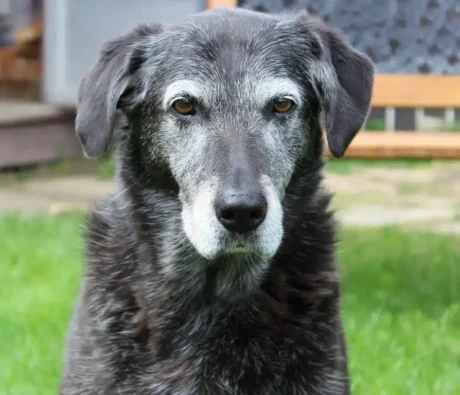 Can You Train an Older Dog? Tips That Actually Work