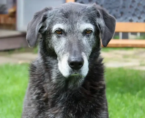 Can You Train an Older Dog? Tips That Actually Work