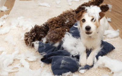 Aggression vs. Anxiety in Dogs: How to Tell the Difference