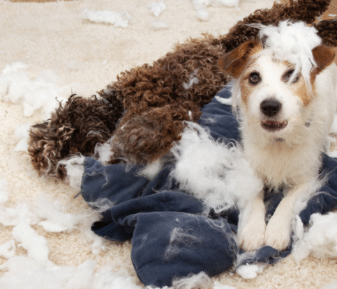 Aggression vs. Anxiety in Dogs: How to Tell the Difference