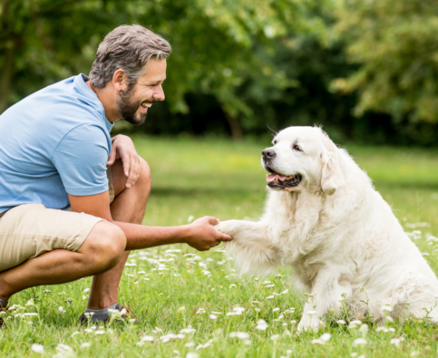 Is Owning a Dog Training Franchise Recession-Proof? What the Numbers Say