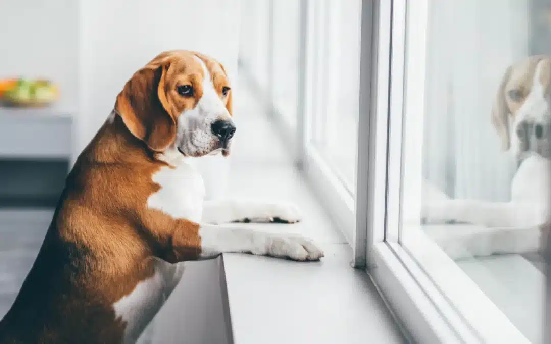 How to Handle Your Dog’s Behaviour This Thanksgiving