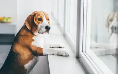 How to Handle Your Dog’s Behaviour This Thanksgiving