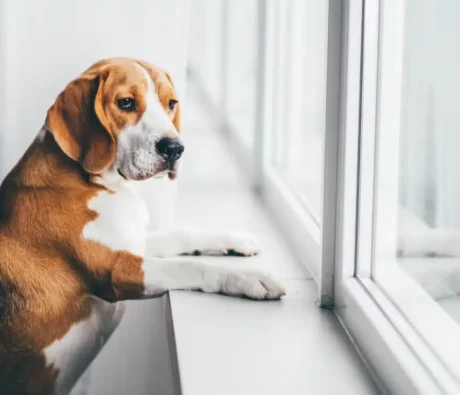 How to Handle Your Dog’s Behaviour This Thanksgiving