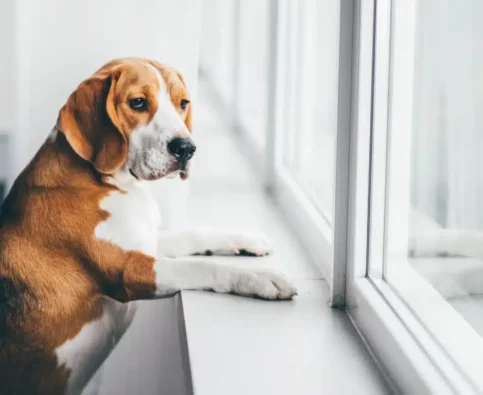 How to Handle Your Dog’s Behaviour This Thanksgiving