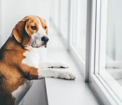 How to Handle Your Dog’s Behaviour This Thanksgiving