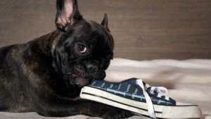 Dog Anxiety