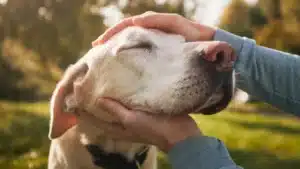Older Dogs Training
