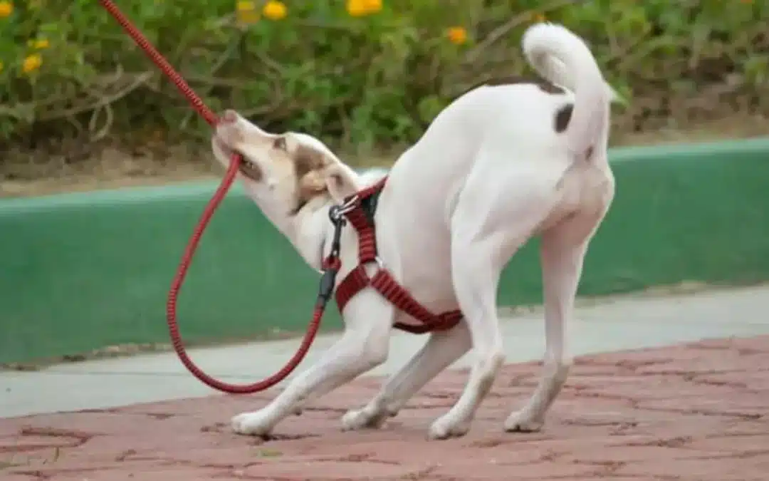 Why Won’t My Dog Listen to Me? What “Leadership” Really Means in Dog Training