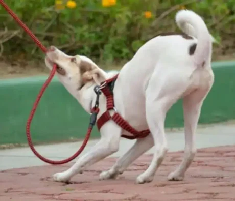 Why Won’t My Dog Listen to Me? What “Leadership” Really Means in Dog Training