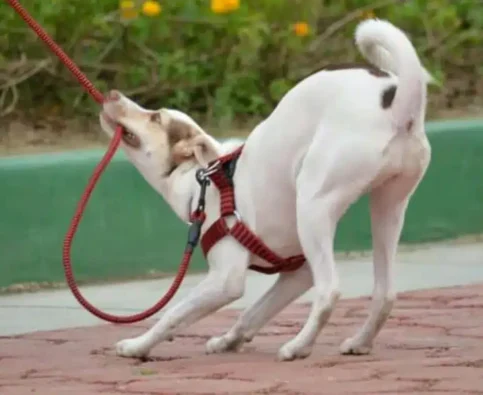 Why Won’t My Dog Listen to Me? What “Leadership” Really Means in Dog Training