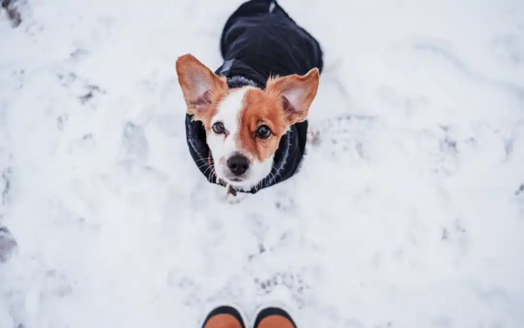 Seasonal Transition Training: Preparing Dogs for Shorter Walks and More Indoor Time in Winter