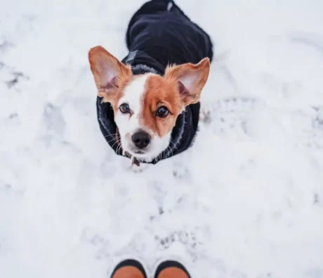 Seasonal Transition Training: Preparing Dogs for Shorter Walks and More Indoor Time in Winter