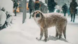 Dog Training in Winters