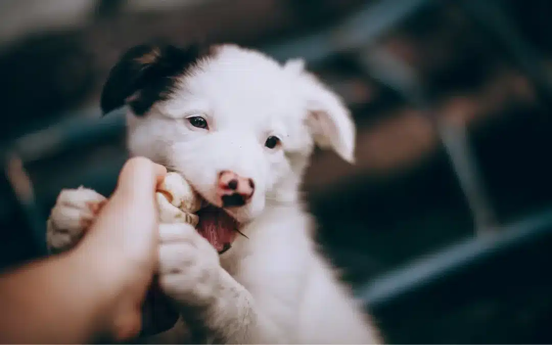 How Much Exercise Does My Puppy Need?