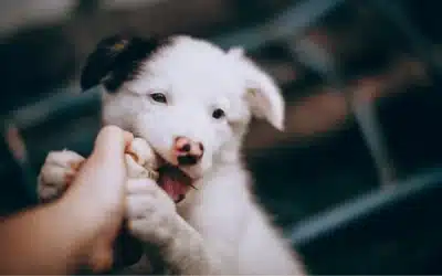 How Much Exercise Does My Puppy Need?