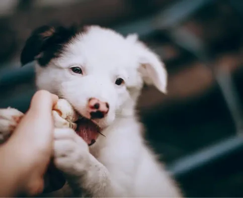 How Much Exercise Does My Puppy Need?