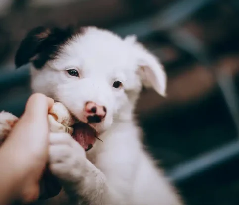 How Much Exercise Does My Puppy Need?