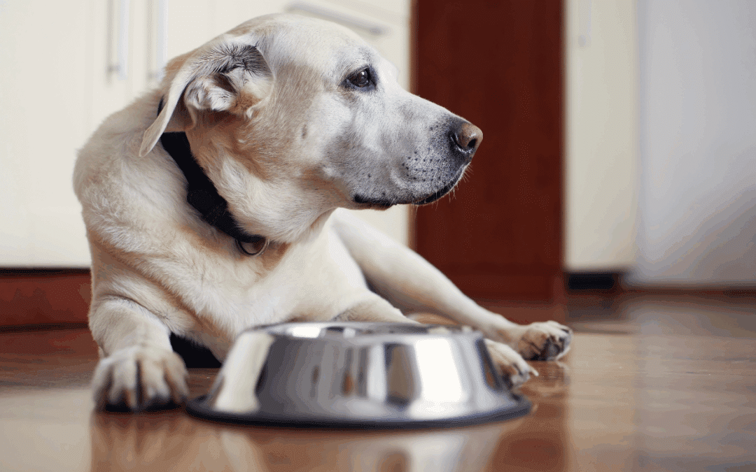 How Do I Stop My Dog from Resource Guarding?