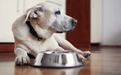 How Do I Stop My Dog from Resource Guarding?