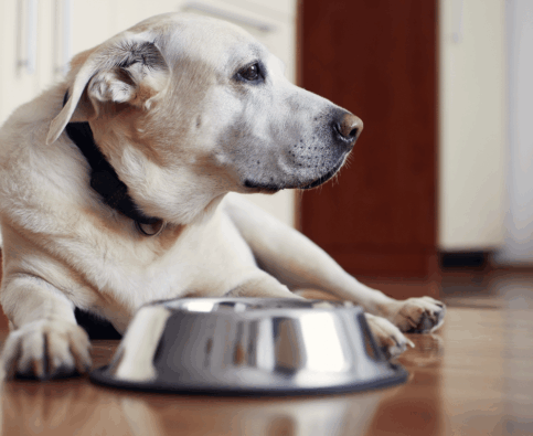 How Do I Stop My Dog from Resource Guarding?