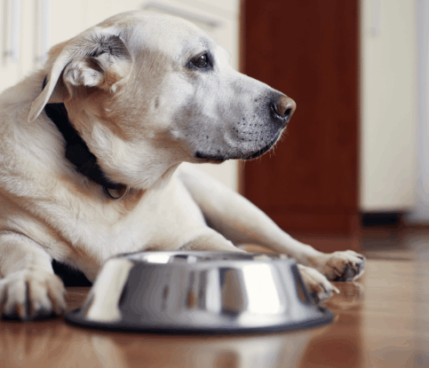 How Do I Stop My Dog from Resource Guarding?