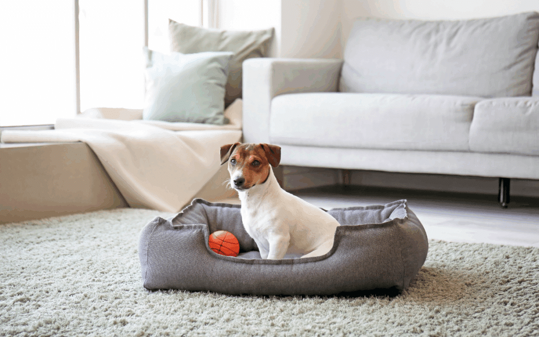 Should I Train My Dog Myself or Hire a Professional Dog Trainer?
