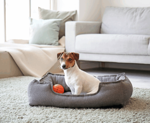 Should I Train My Dog Myself or Hire a Professional Dog Trainer?