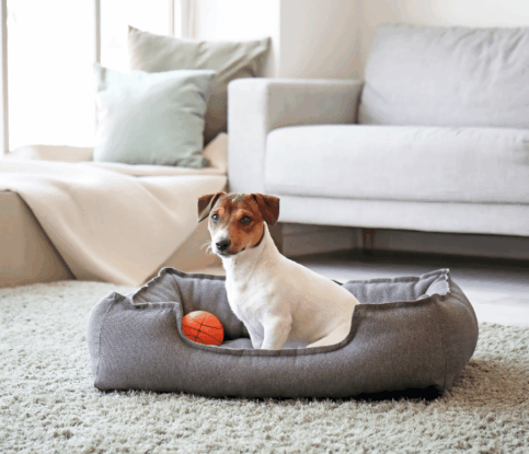 Should I Train My Dog Myself or Hire a Professional Dog Trainer?