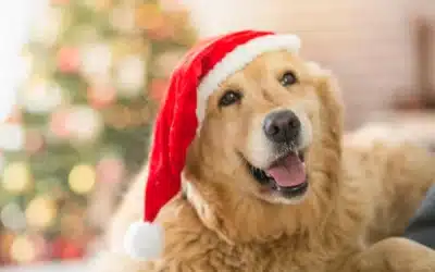 Managing Guests and Holiday Chaos For Your Dog