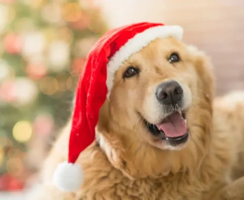 Managing Guests and Holiday Chaos For Your Dog