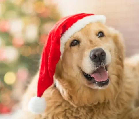 Managing Guests and Holiday Chaos For Your Dog