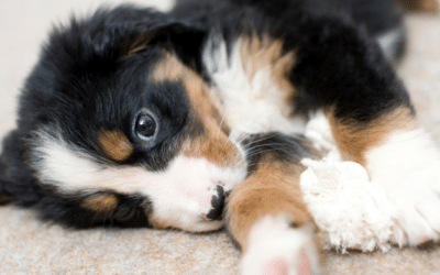 How Do I Stop My Puppy from Crying at Night?