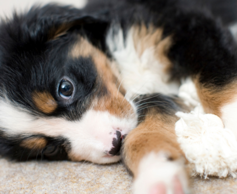 How Do I Stop My Puppy from Crying at Night?
