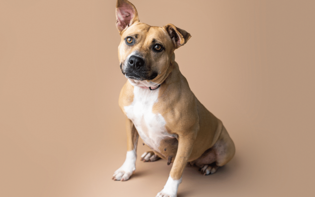 How Do I Train My Dog to Come When Called?