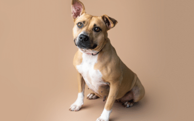 How Do I Train My Dog to Come When Called?
