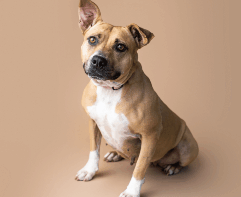 How Do I Train My Dog to Come When Called?