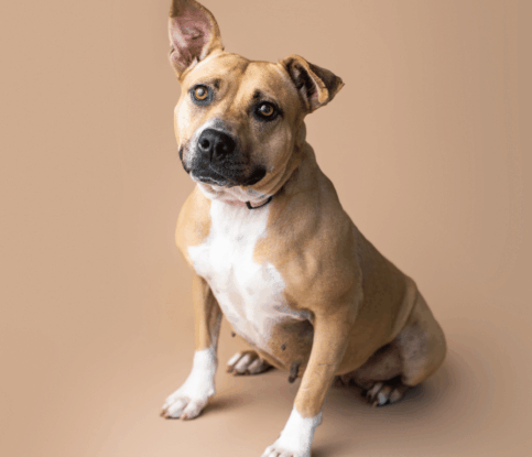 How Do I Train My Dog to Come When Called?