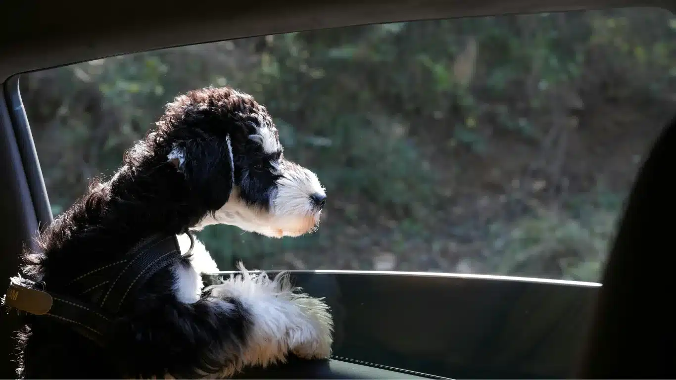 Dog safely secured in car with seatbelt harness to reduce barking