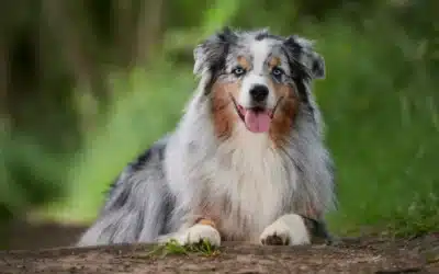Australian Shepherd Training Guide: Tips for This High-Energy Breed