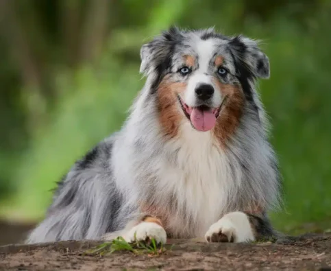 Australian Shepherd Training Guide: Tips for This High-Energy Breed