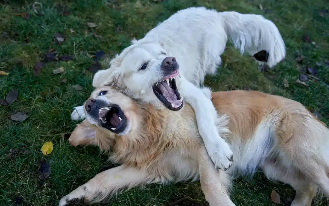 How to Manage Sibling Rivalry in Multi-Dog Households