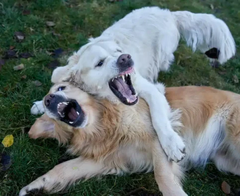 How to Manage Sibling Rivalry in Multi-Dog Households