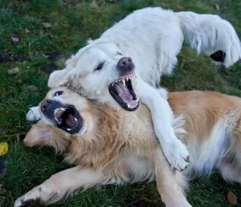 How to Manage Sibling Rivalry in Multi-Dog Households