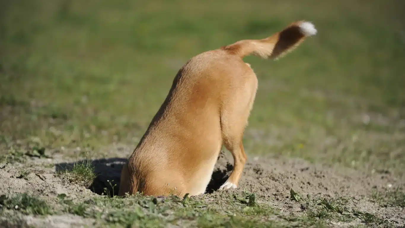 Dog destroying yard by excessive digging