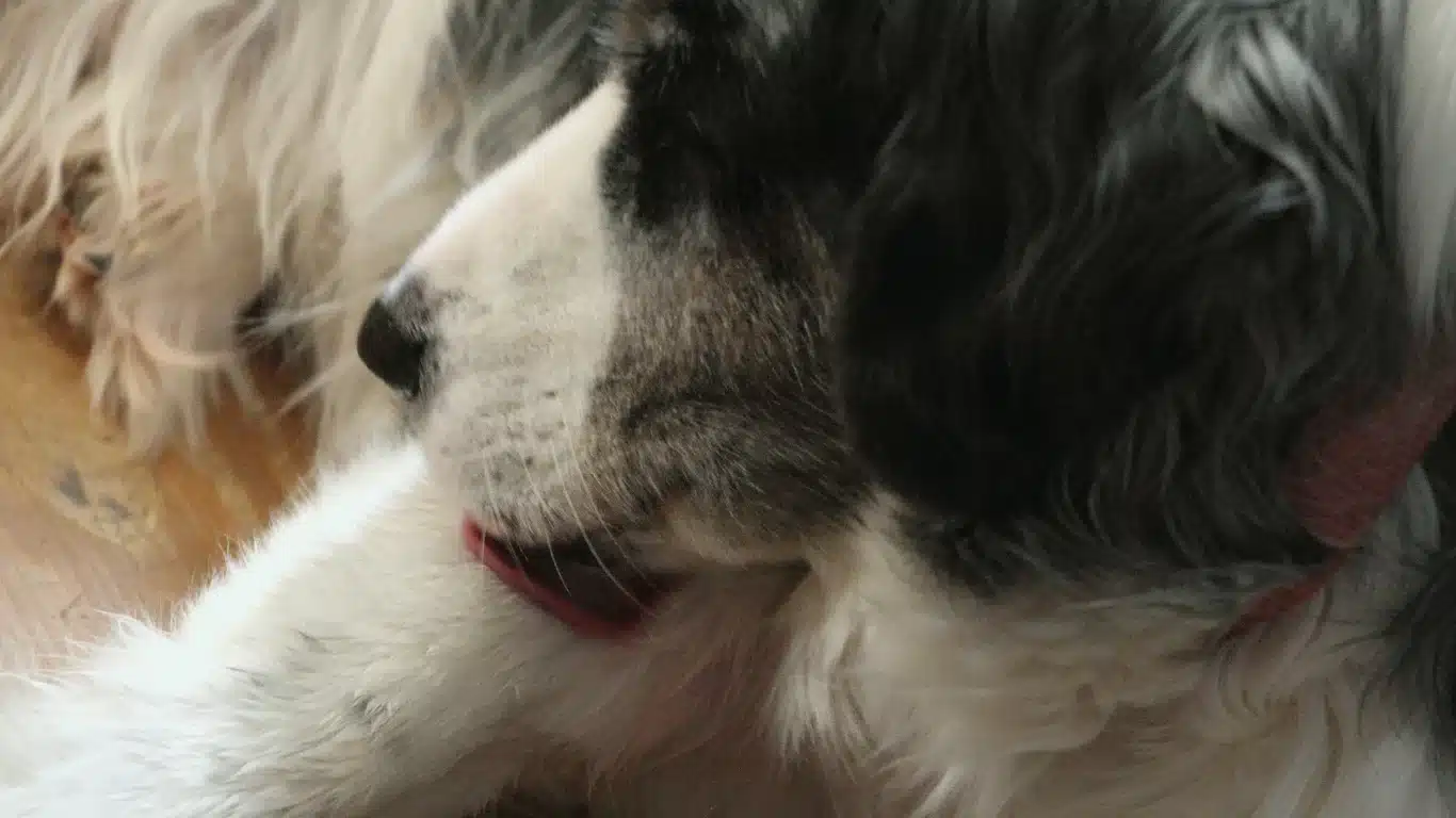 Dog licking its leg at night
