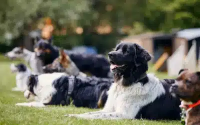 What makes Bark Busters’ in‑home dog training different from group classes?