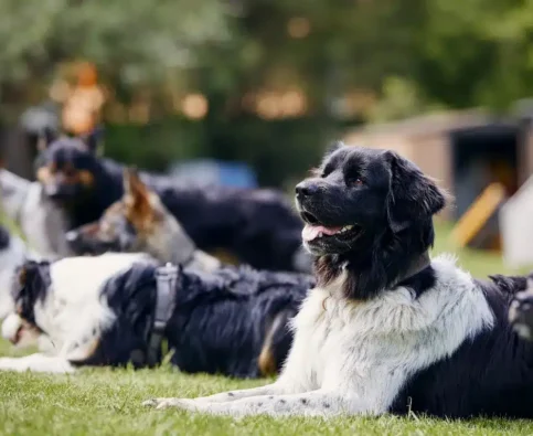What makes Bark Busters’ in‑home dog training different from group classes?