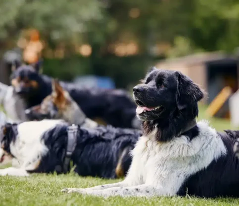 What makes Bark Busters’ in‑home dog training different from group classes?