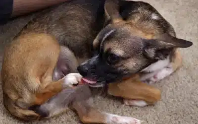 Why Does My Dog Lick His Legs All Night? Understanding the Hidden Health and Stress Causes